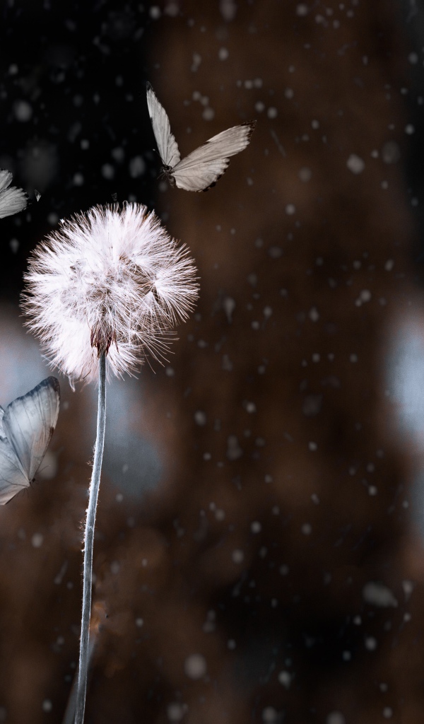 Бабочки летают вокруг белого одуванчика