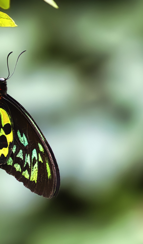 Бабочка сидит на зеленом листе