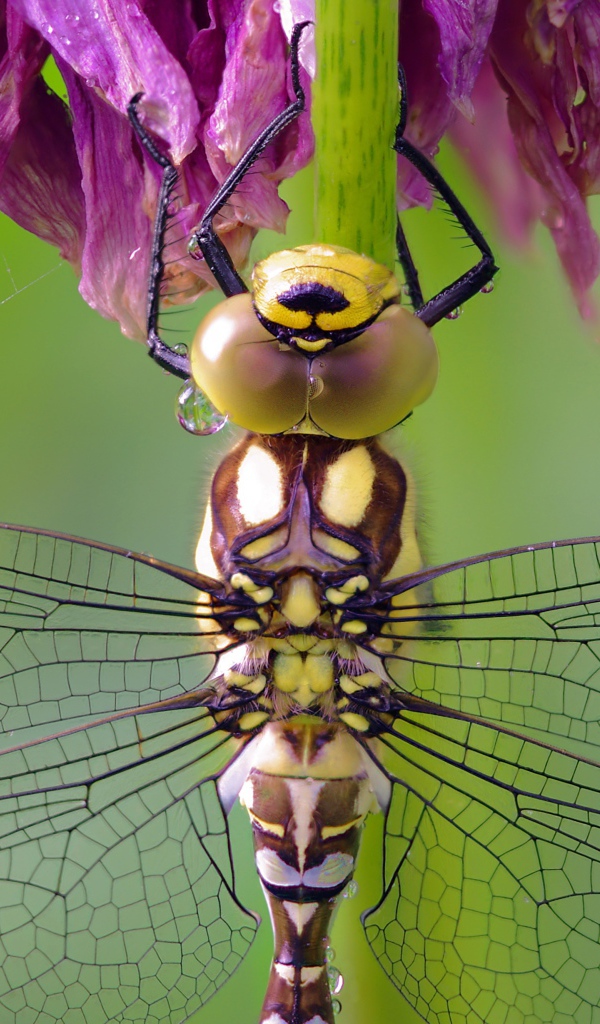 Стрекоза сидит на цветке крупным планом