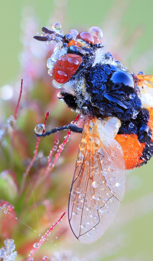 Муха в каплях росы на цветке макросъемка