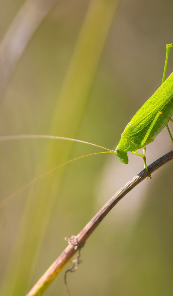 Зеленый кузнечик сидит на траве 