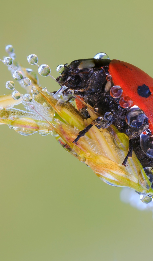 Божья коровка в каплях росы на колоске макросъемка