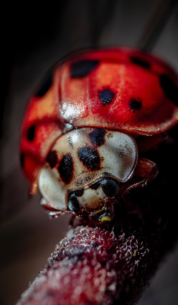 Божья коровка на ветке крупным планом