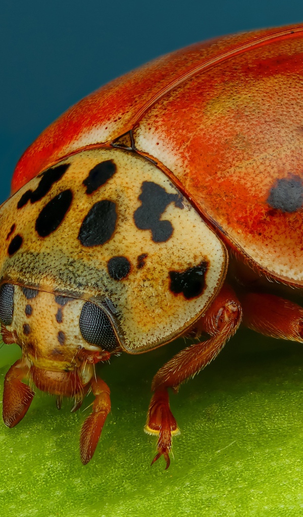 Божья коровка на зеленом листе крупным планом