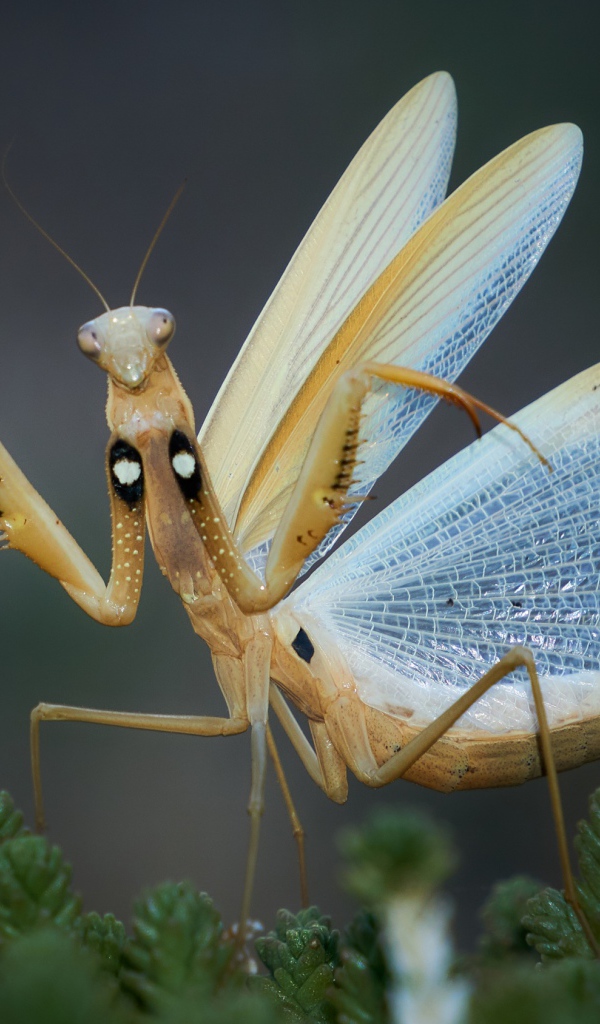 Большой богомол с прозрачными крыльями