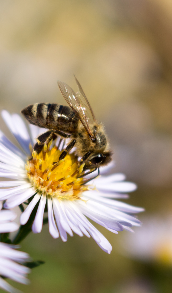 Маленькая пчела сидит на цветке сентябринки