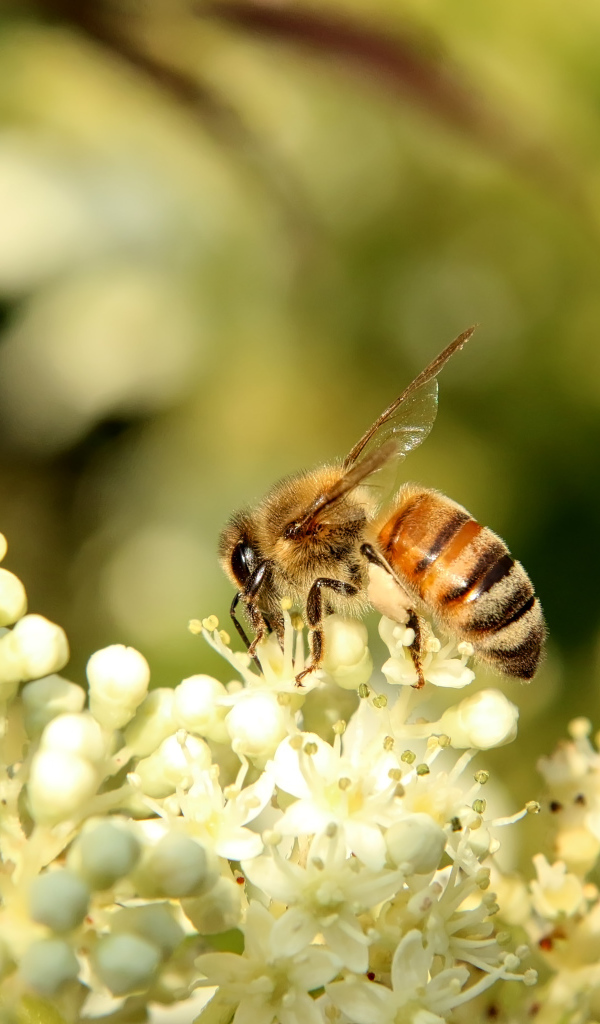 Маленькая пчела сидит на белом цветке