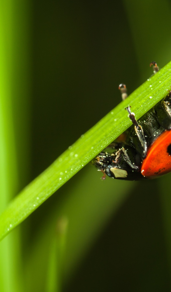 Маленькая красная божья коровка сидит на зеленой траве