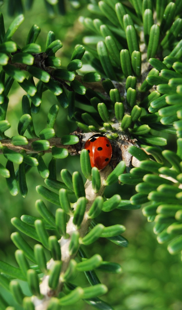 Красная божья коровка на зеленой ветке