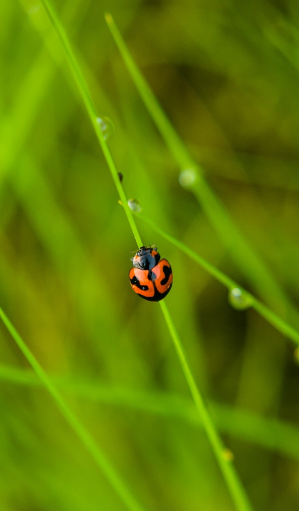 Красная божья коровка сидит на зеленой траве
