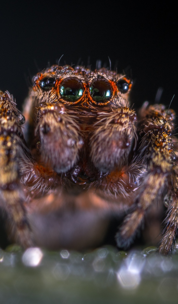Лохматый паук крупным планом