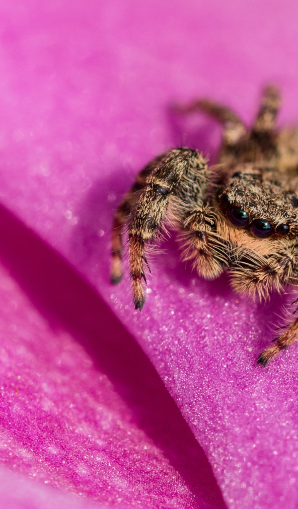 Паук крупным планом на розовом лепестке
