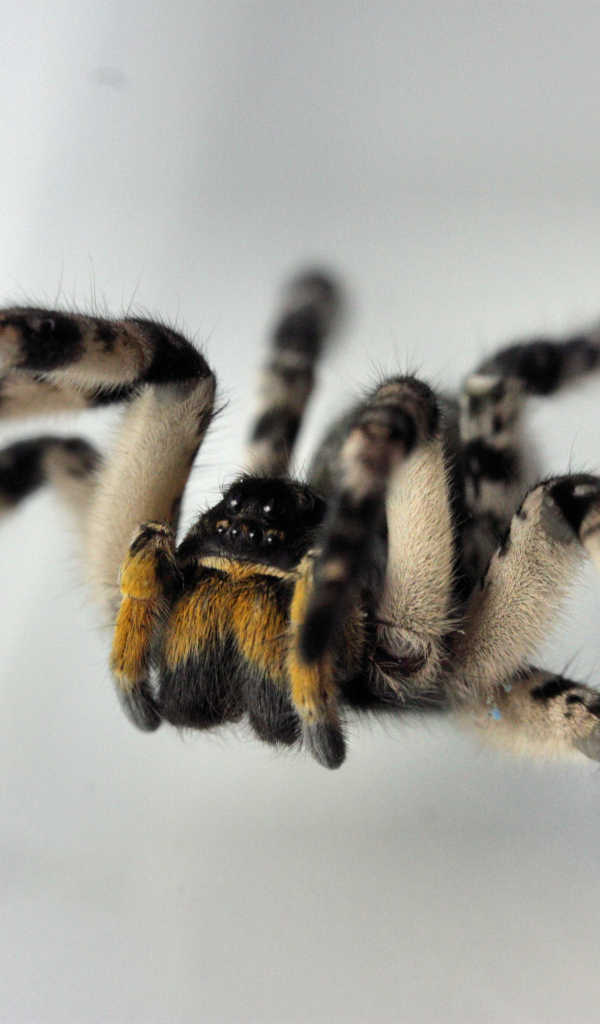 Паук на сером фоне крупным планом