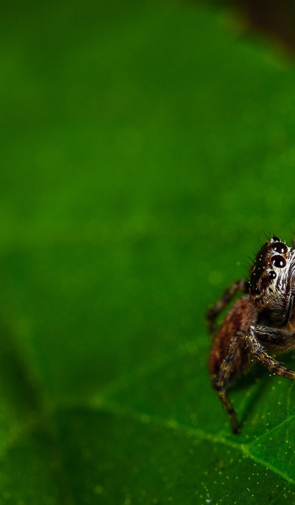 Паук сидит на зеленом листе 