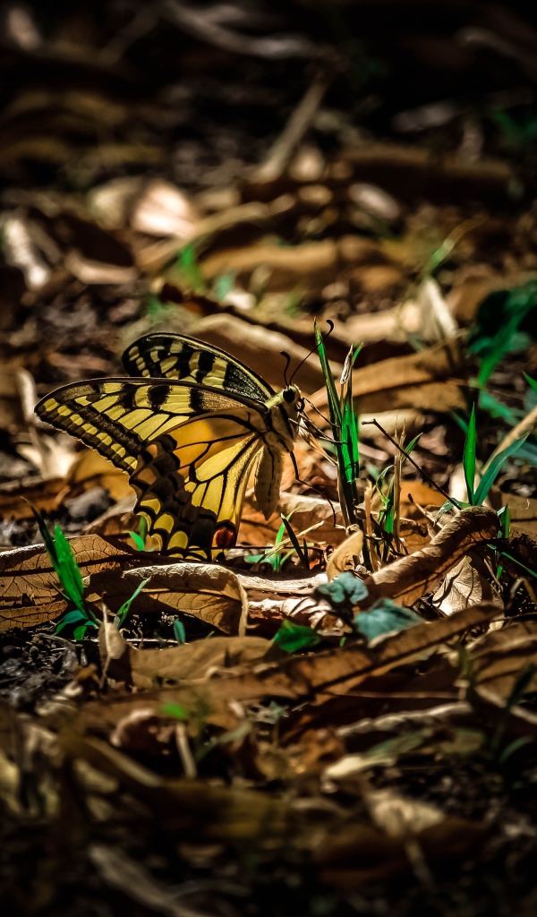 Бабочка махаон сидит на зеленой траве