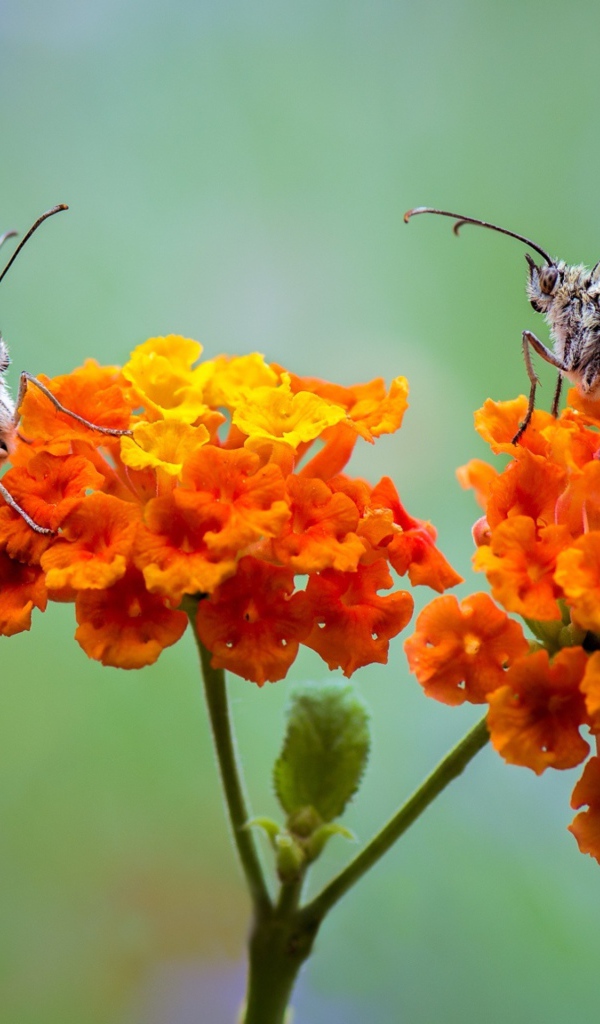 Две бабочки сидят на оранжевых цветах 