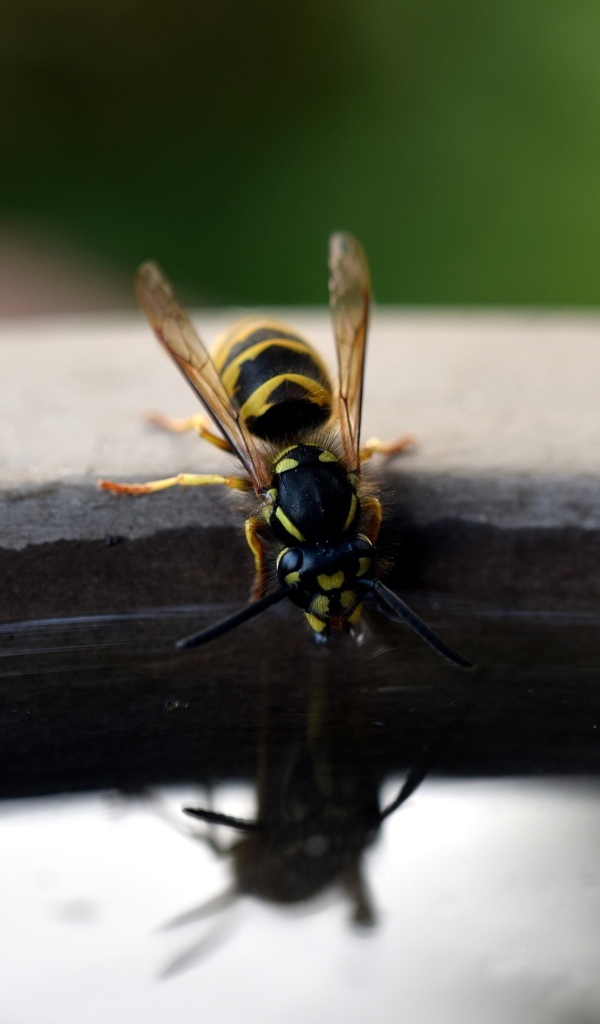 Оса пьет воду из бочки