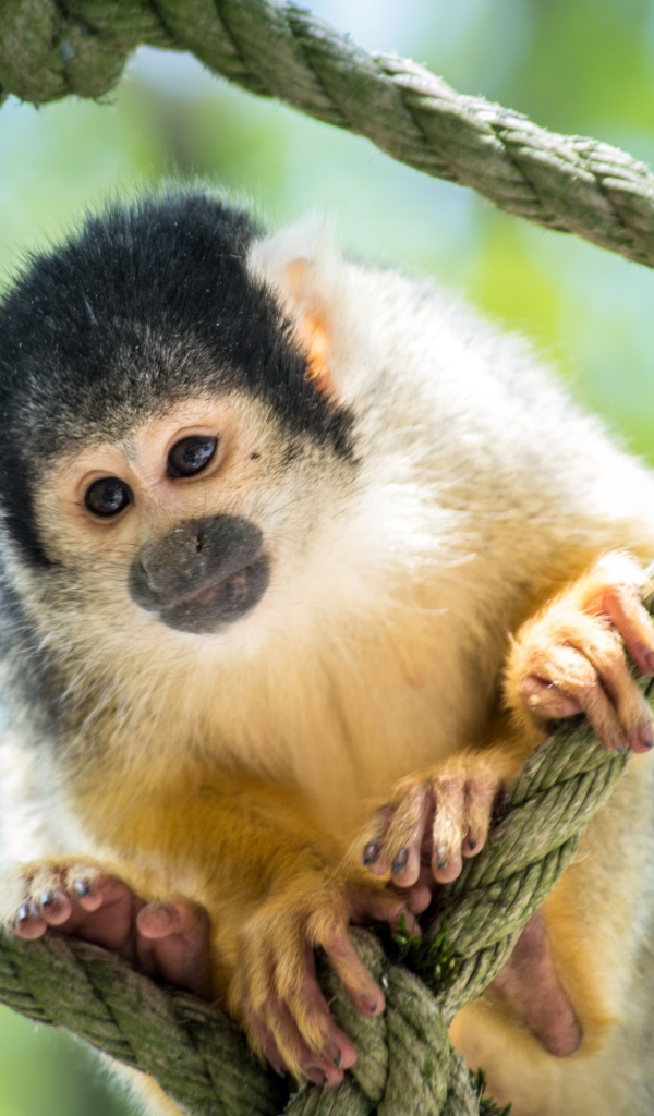 Обезьяна капуцин сидит на сетке