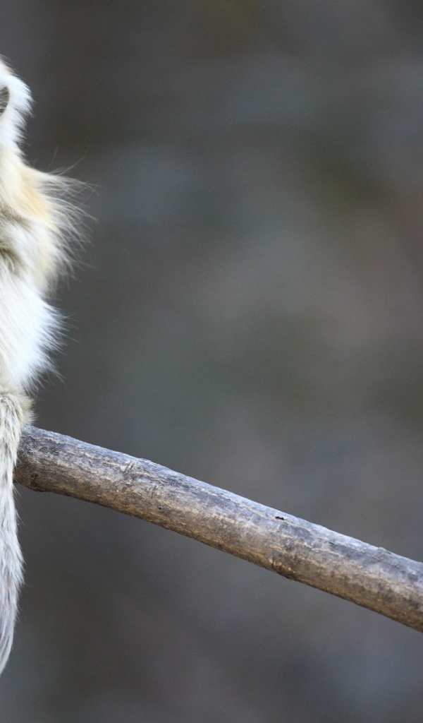 Маленькая обезьянка сидит на ветке дерева