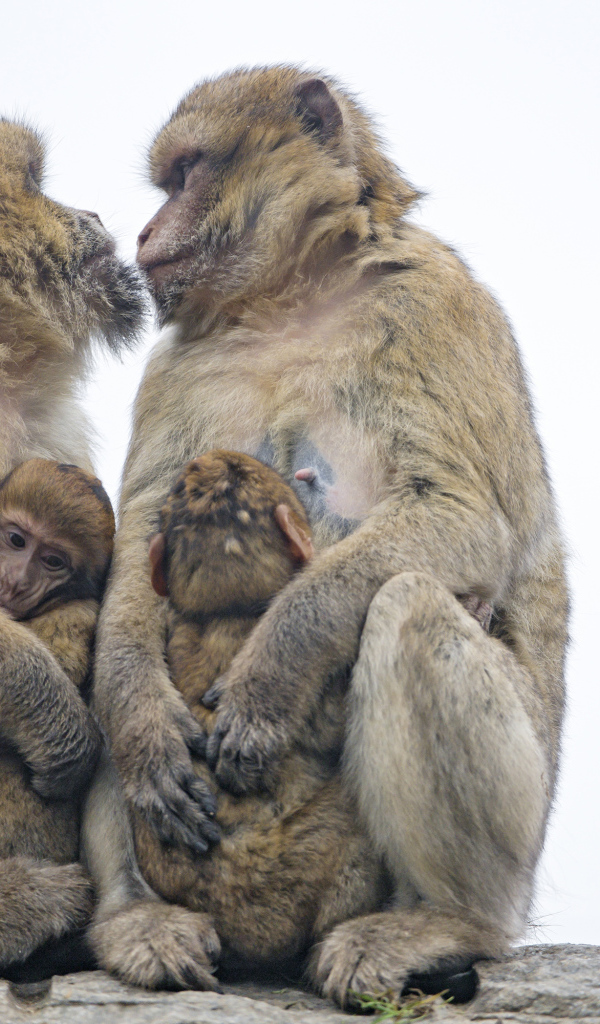 Две обезьяны с детенышами 