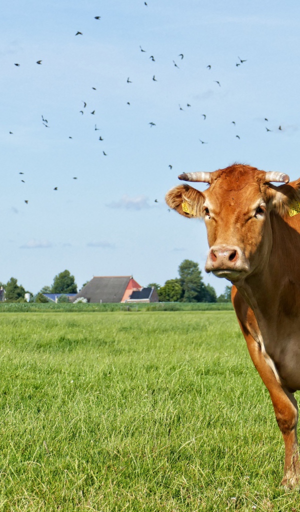 Большая домашняя корова пасется на зеленой траве