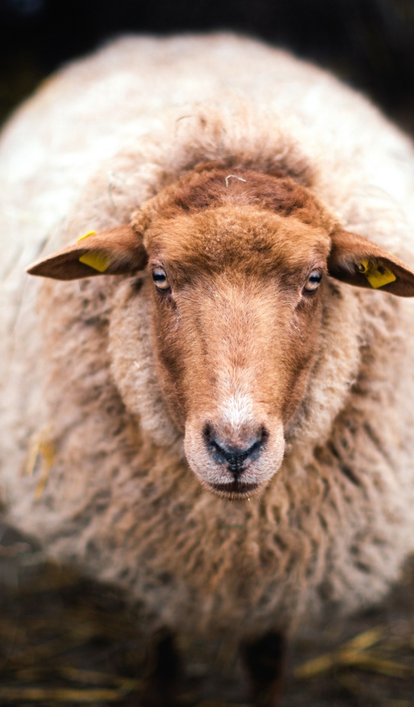 Большая овца с густой шерстью