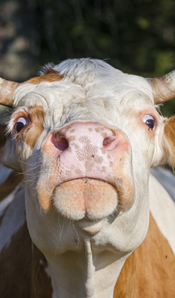 Domestic cow muzzle close up