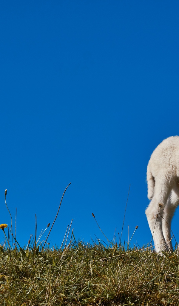 Little white lamb on blue sky background