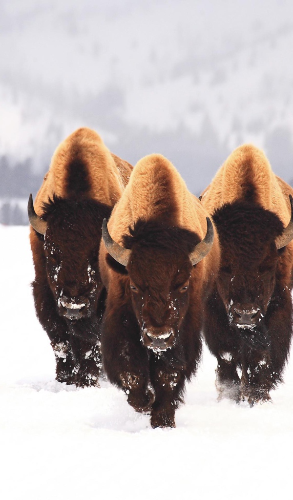 Три бизона идут по заснеженному полю зимой