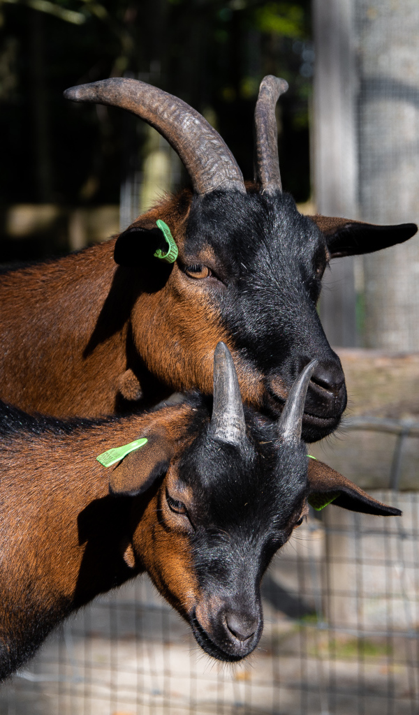 Две коричневые домашние козы