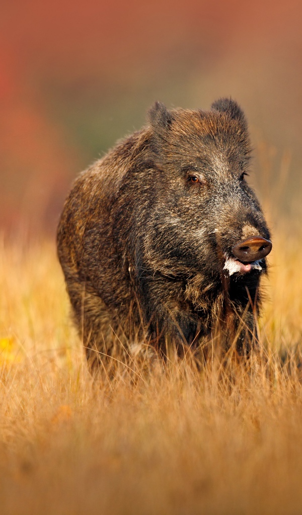 Big hog goes on dry grass