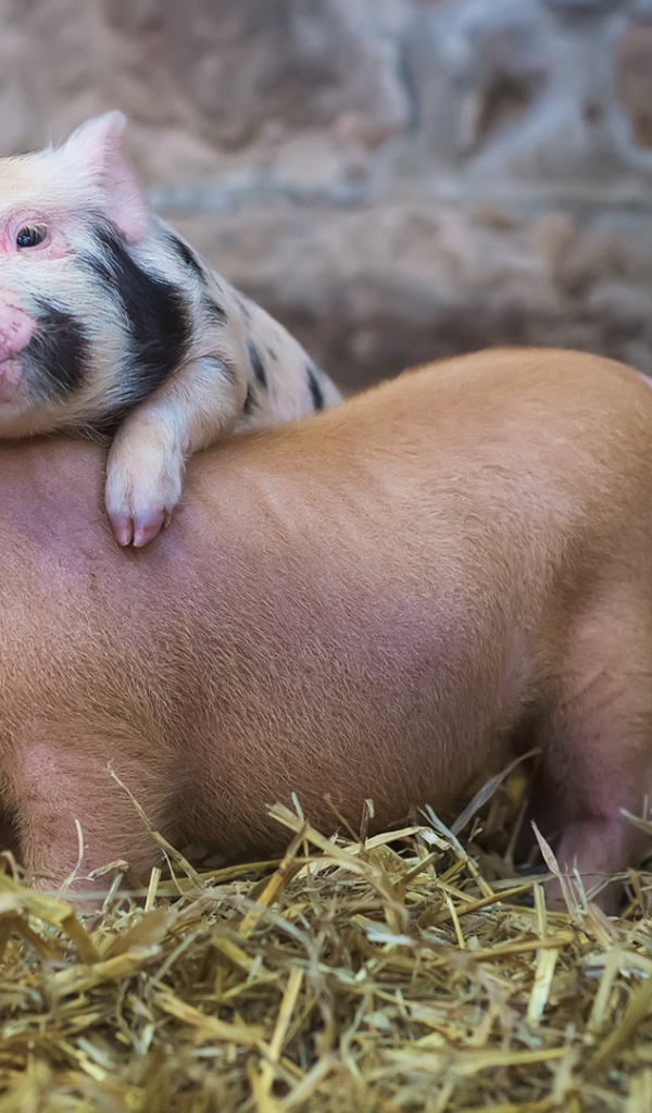 Милые поросята в свинарнике