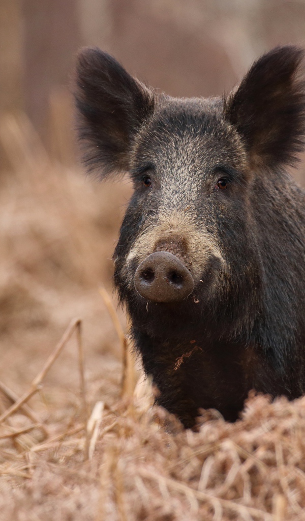 Large black hog in the forest on dry grass