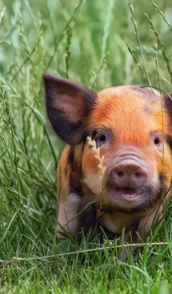 Маленький забавный поросенок в зеленой траве
