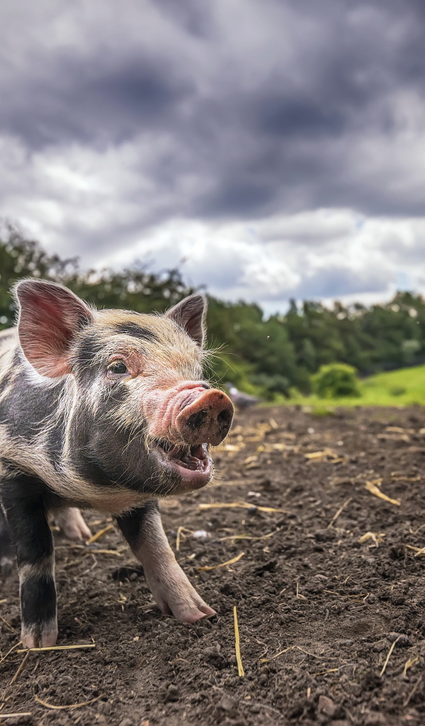 Маленький поросенок на земле под пасмурным небом