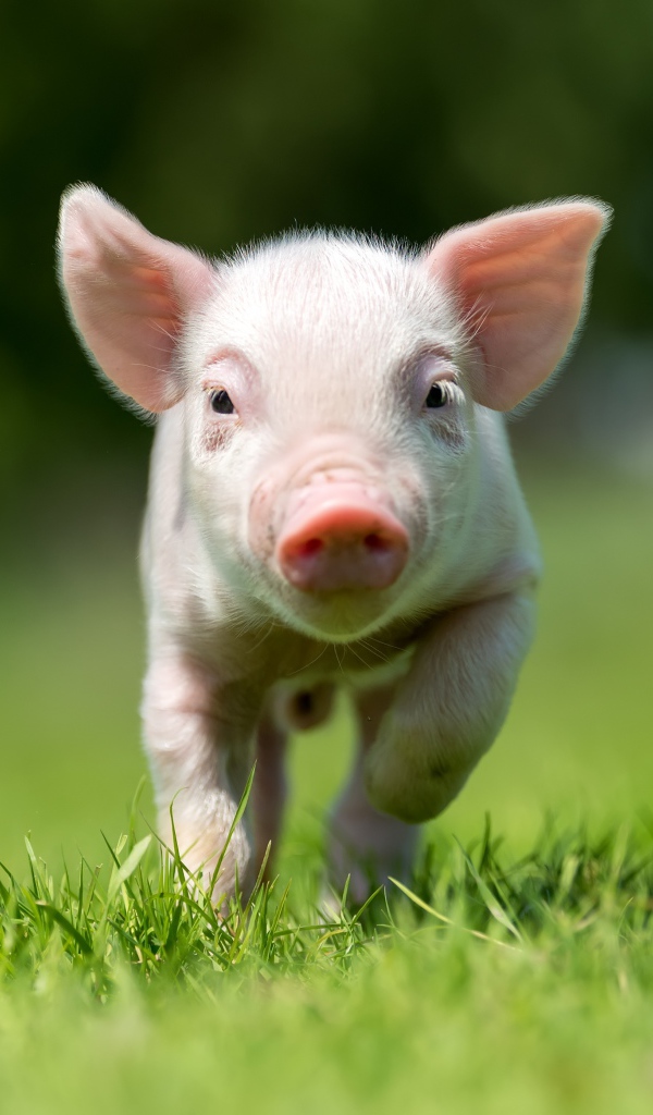 Маленький розовый поросенок бежит по зеленой траве