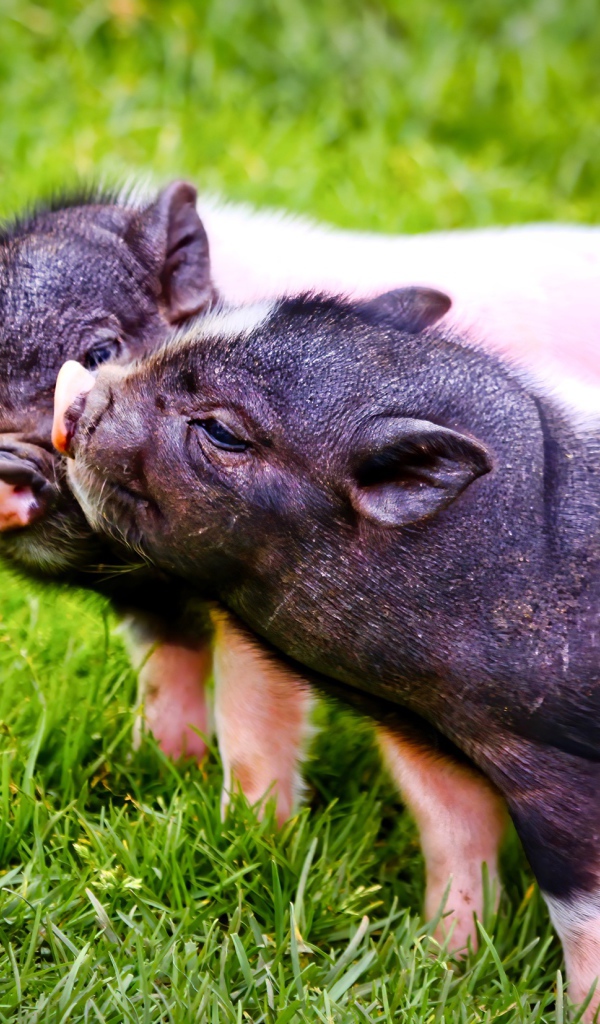 Два милых поросенка на зеленой траве