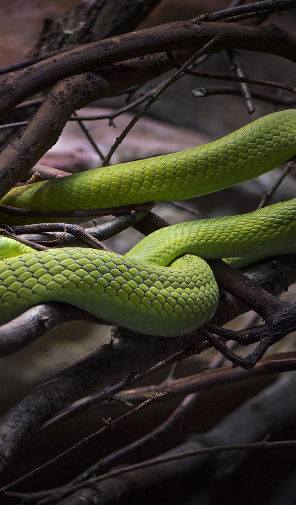 Красивая зеленая змея в ветках дерева