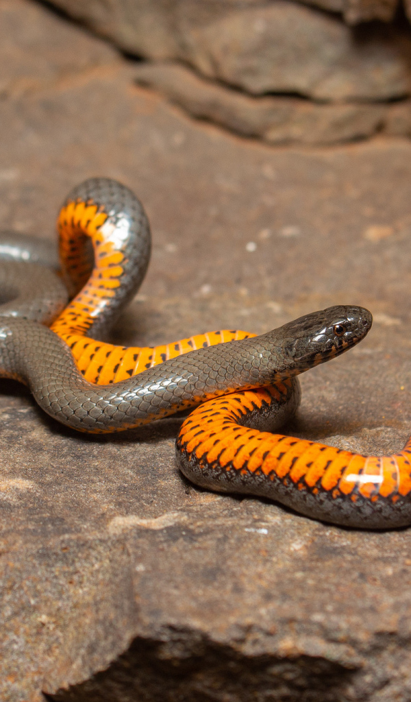 Красивая маленькая змея у камней