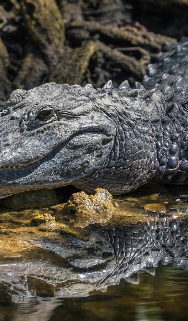 Большой аллигатор в воде