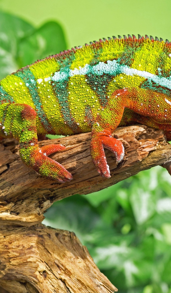 Большой красивый хамелеон сидит на дереве