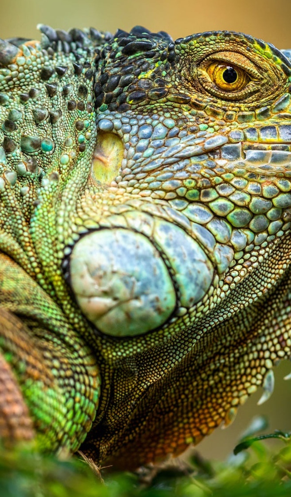 Большая зеленая игуана крупным планом 