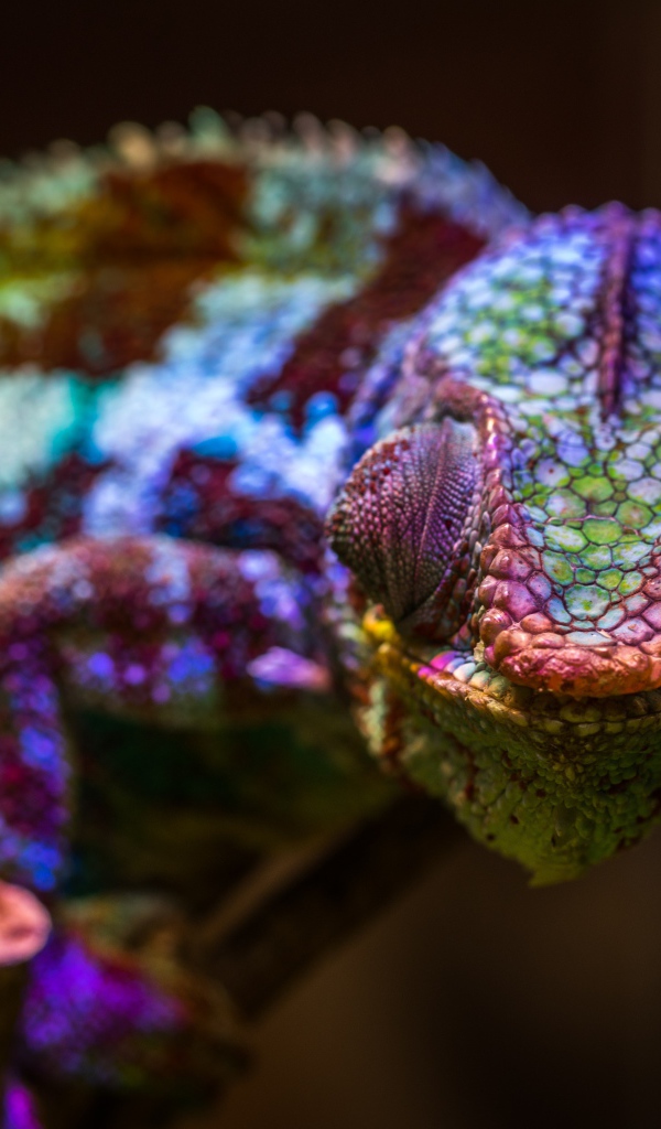 Хамелеон с разноцветной окраской сидит на ветке