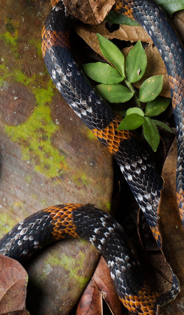 Элегантная коралловая змея на больших сухих листьях 