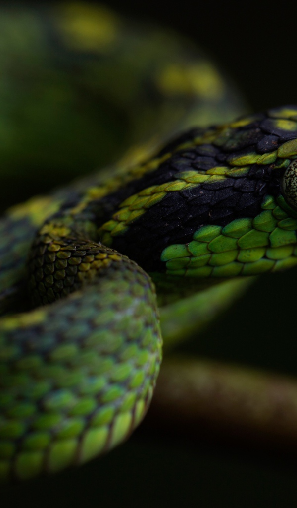 Зеленая гадюка с большими глазами на ветке