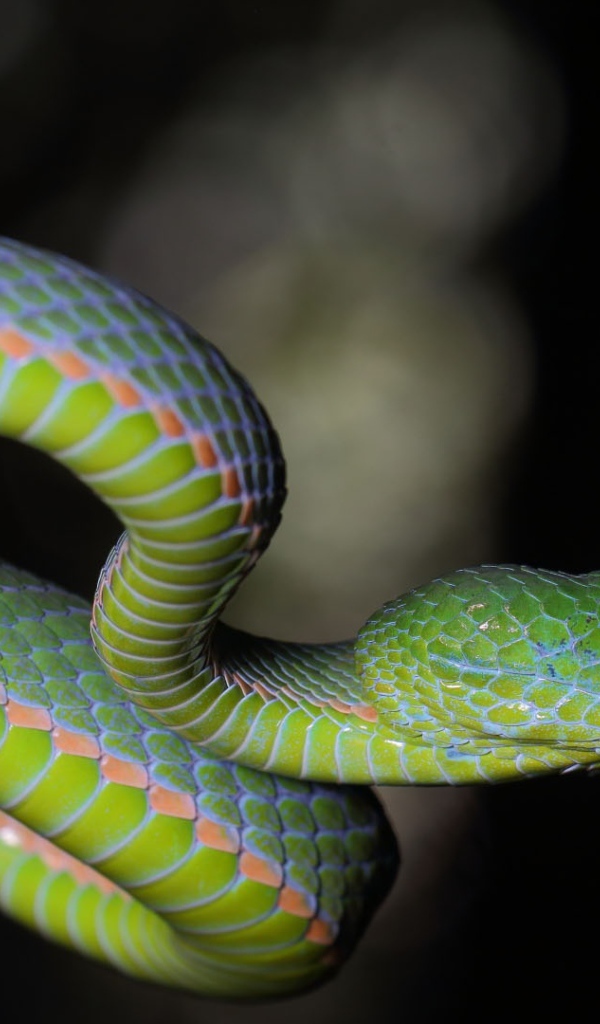 Зеленая гадюка с красными глазами на ветке