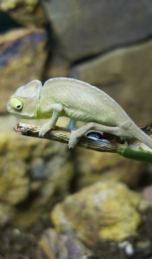 Зеленый хамелеон сидит на ветке алоэ