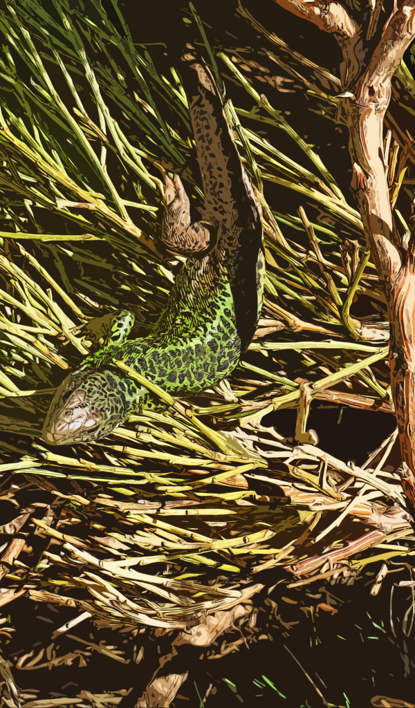 Зеленая ящерица в ветках 