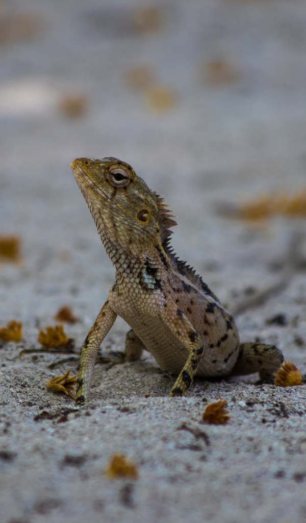 Маленькая ящерица на песке