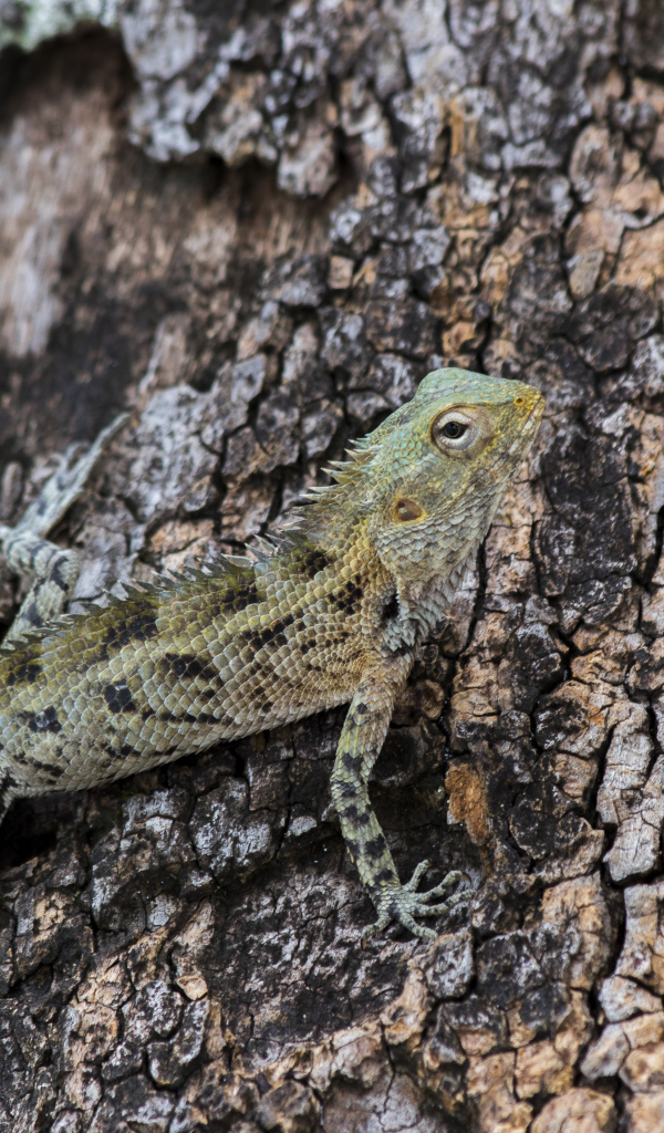 Маленькая ящерица сливается с деревом